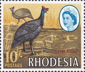 Helmeted Guineafowl (Numida meleagris)