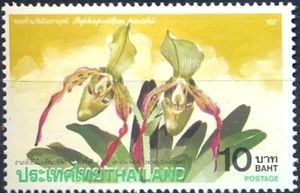Paphiopedilum parishii var. dianthum