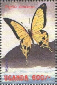 African Swallowtail (Papilio dardanus)