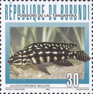 Marlier's Julie (Julidochromis malieri)