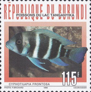 Frontosa Cichlid (Cyphotilapia frontosa)