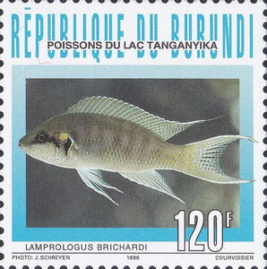 Fairy Cichlid (Lamprologus brichardi)