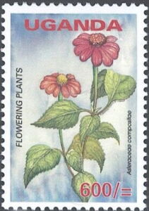 Asteraceae Compositae