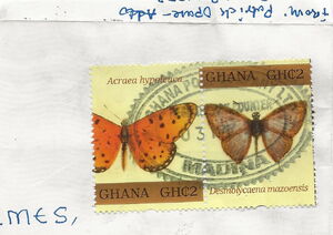 Namibian Acraea (Acraea hypoleuca)