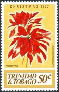 Red Poinsettia (Euphorbia pulcherrima)