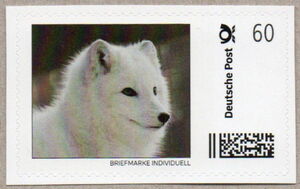 Arctic Fox (Vulpes lagopus)