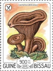 Lactarius deliciosus