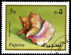 Caribbean Queen Conch (Strombus gigas)