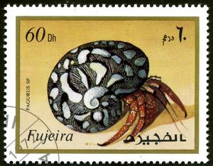 Hermit Crab (Pagurus sp.)