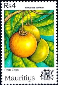 Fruits - Mimusops coriacea