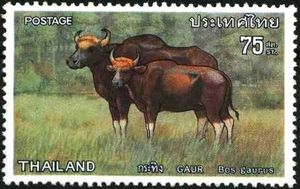 Gaur (Bos gaurus)