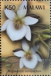 Orchids - Angraecum compactum