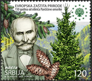 Josif Pančić & Pančić's Spruce (Picea omorika)