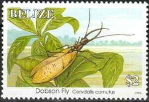 Dobson Fly (Corydalis cornutus)