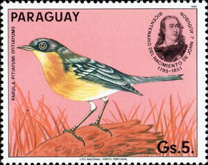 Tropical Parula (Parula pitiayumi)