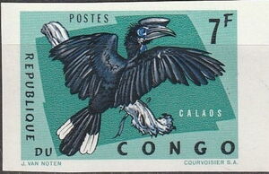 Black-casqued Hornbill (Ceratogymna atrata)