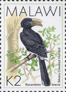 Silvery-cheeked Hornbill (Bycanistes brevis)