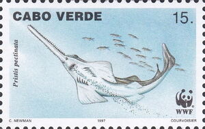 Smalltooth sawfish (Pristis pectinatus)