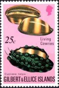 Mole Cowry (Cypraea talpa)