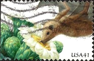 Leaf-nosed Bat (Glossophaginae), Saguaro Cactus (Carnegiea g