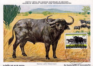 African buffalo (Bubalus caffer)