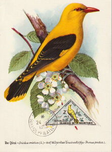 Golden oriole (Oriolus oriolus)