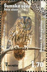 Tawny Owl (Strix aluco)