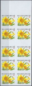 Booklet Wild Daffodil