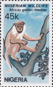 African Golden Monkey (Cercopithecus kandti)