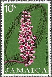 Arpophyllum jamaicense