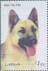 German Shepherd Rin Tin Tin
