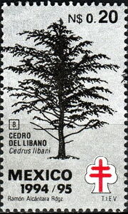 Cedrus libani