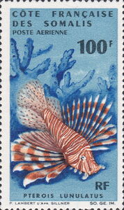 Luna Lionfish (Pterois lunulatus)