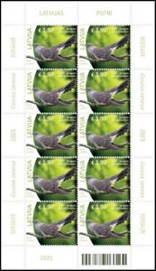 Common Cuckoo (Cuculus canorus)