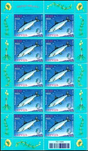 Vendace (Coregonus albula)