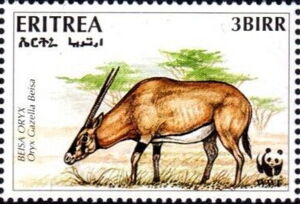 Beisa Oryx (Oryx beisa)