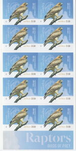 Little Eagle (Hieraaetus morphnoides)