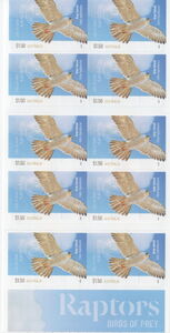 Grey Falcon (Falco hypoleucos)