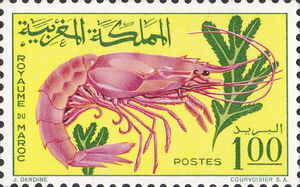 Royal Prawn (Aristeomorpha folliacea)