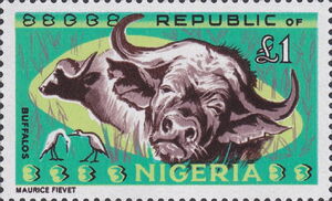 African Buffalo (Syncerus caffer)