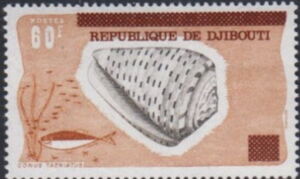 Ringed Cone (Conus taeniatus) 