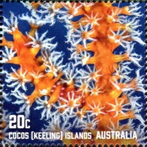 Orange Soft Coral (Malacalcyonacea)