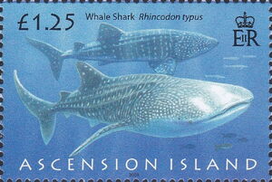 Whale Shark (Rhyncodon typus)