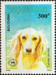 Greyhound (Canis lupus familiaris)