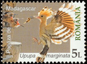 Madagascar Hoopoe (Upupa marginata)