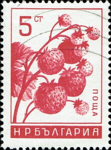 Strawberries (Fragaria ananassa)