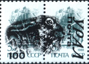 European Hare (Lepus europaeus)