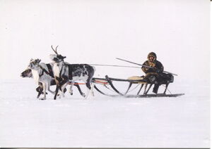 Reindeer sleigh racing
