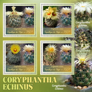 Cactus - Coryphantha echinus