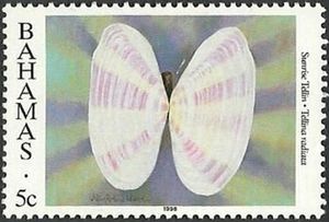 Sunrise Tellin (Tellina radiata)